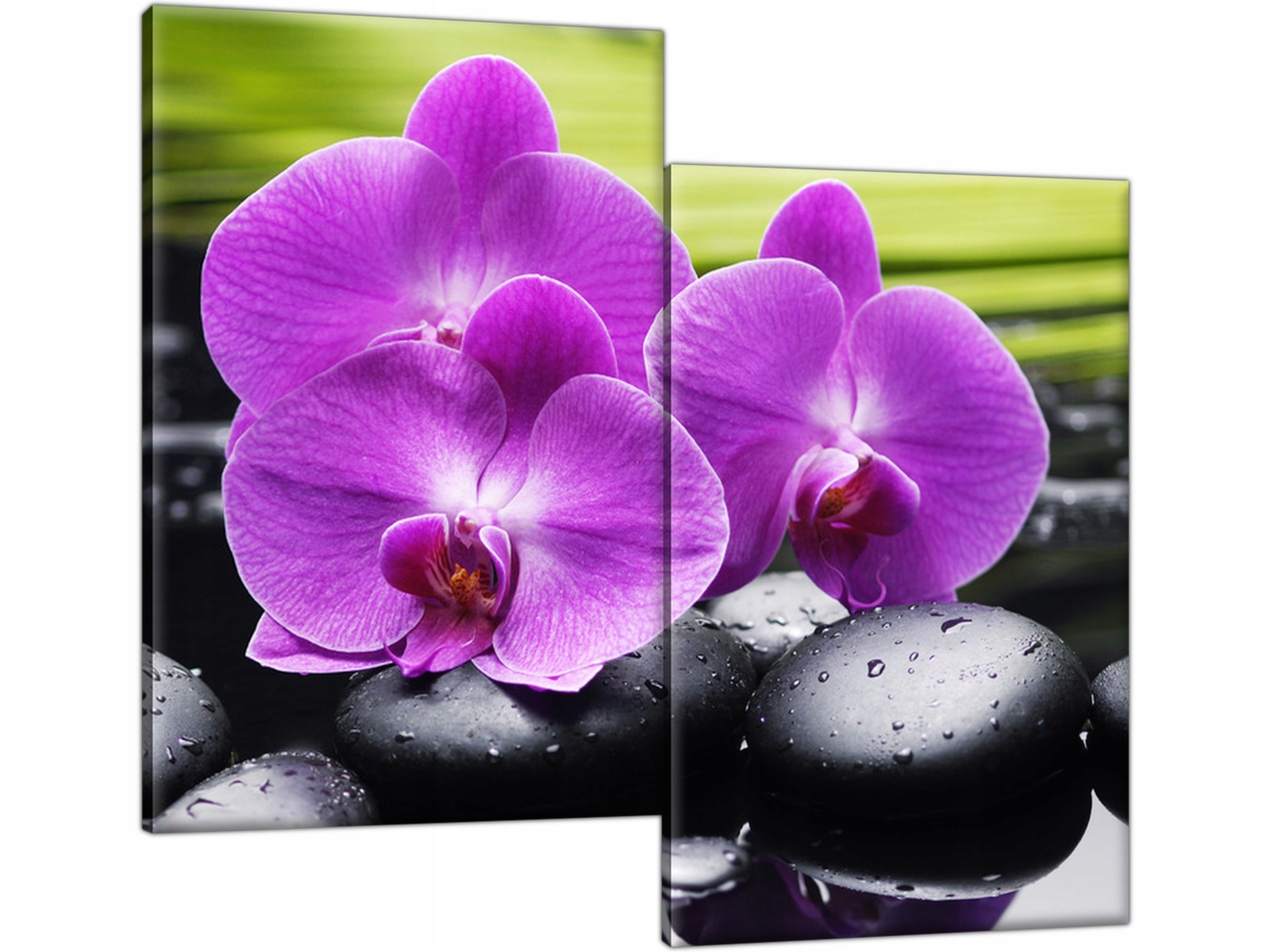 

Kamienie Storczyki 80x70 Kwiaty Obraz do salonu