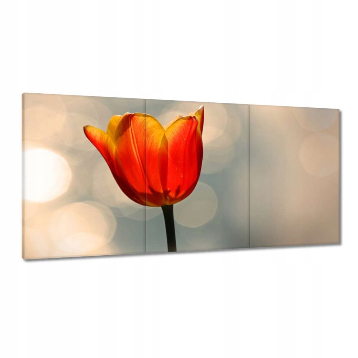 Obrazy 180x90 Oranžový tulipán