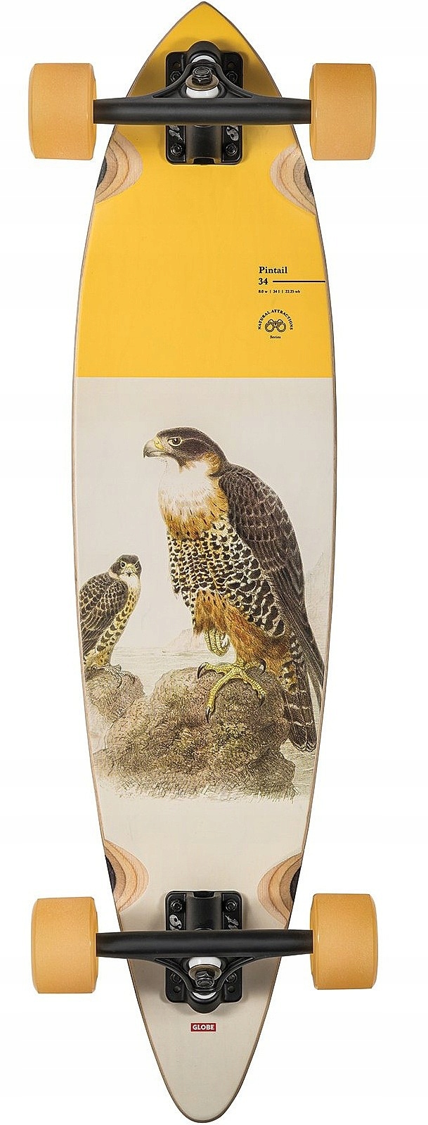 longboard Globe Pintail 34 Falcon