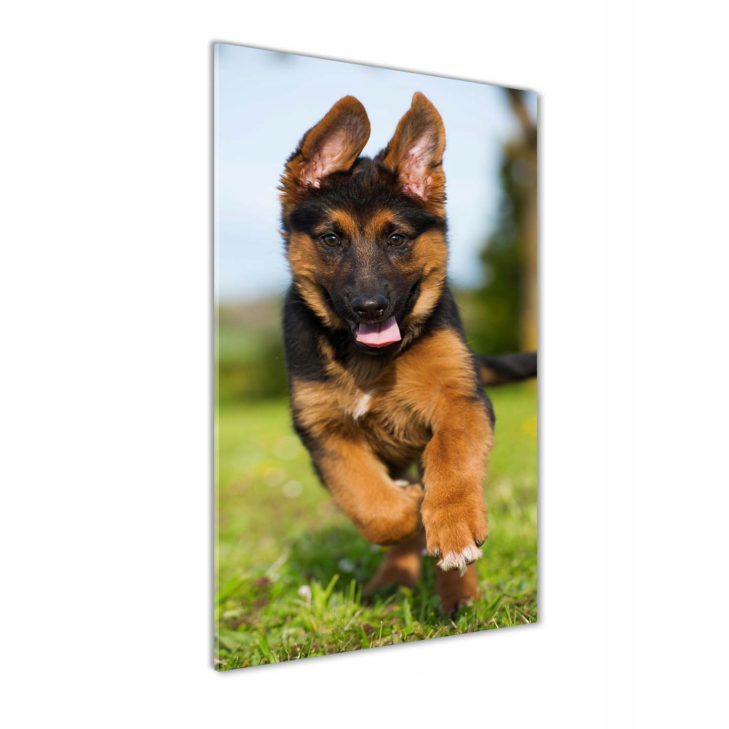 

Foto obraz na szkle Owczarek niemiecki 60x120 cm