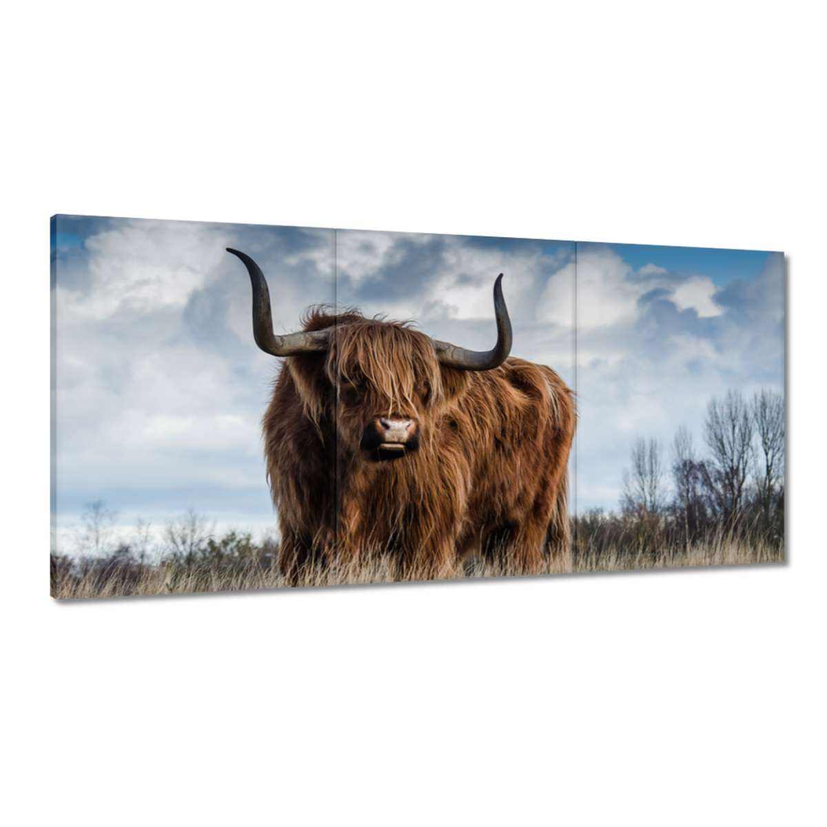 Obrazy 180x90 Kráva skotská vysočina Roh