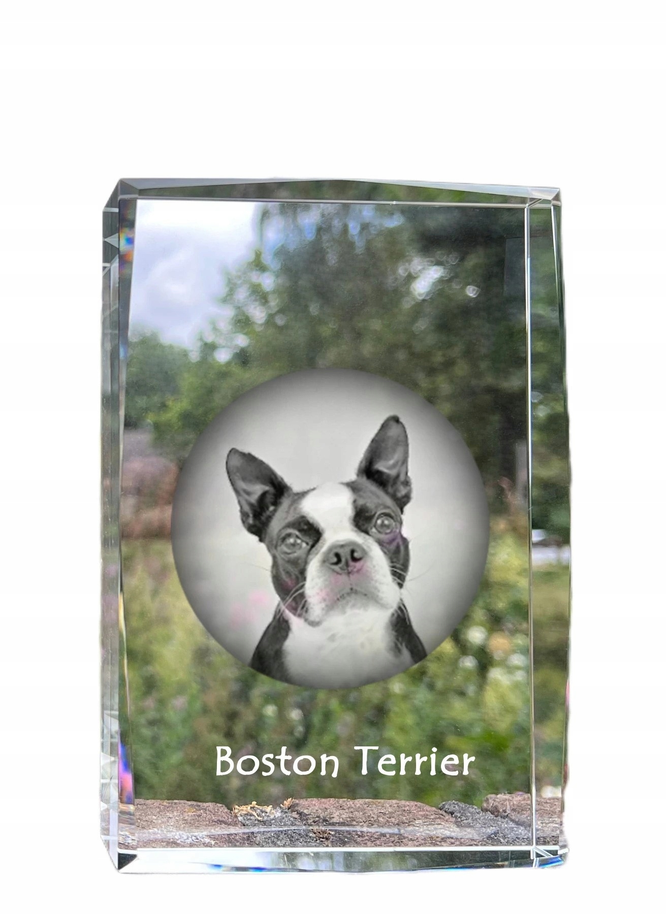 Bostonský teriér, fotografia psa v kryštáli, suvenír, trofej, poďakovanie