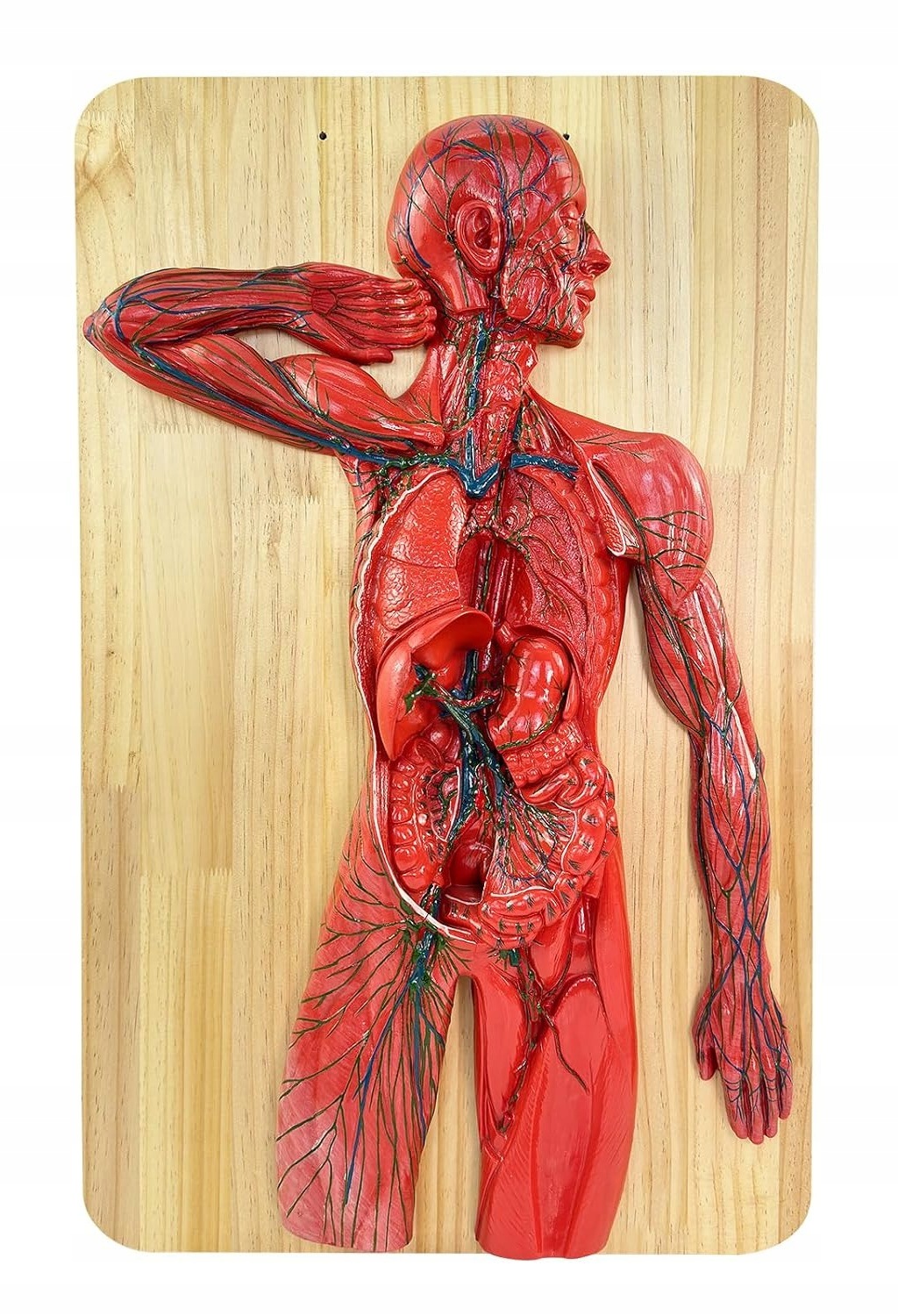 Wultnicew Model Ludzkiego Układu Limfatycznego Układ Krwionośny 3D 80 cm