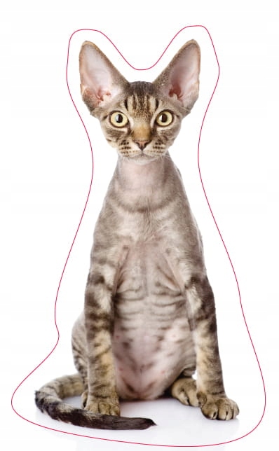 

Poduszka 3D Kształtka Kot Devon Rex