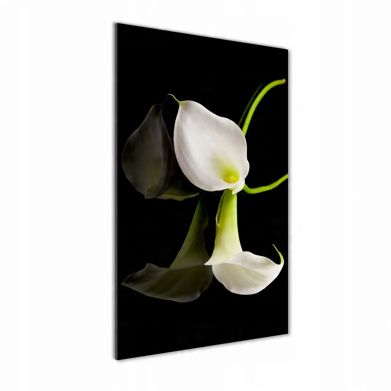 

Foto obraz szkło hartowane Biała kalia 50x100 cm