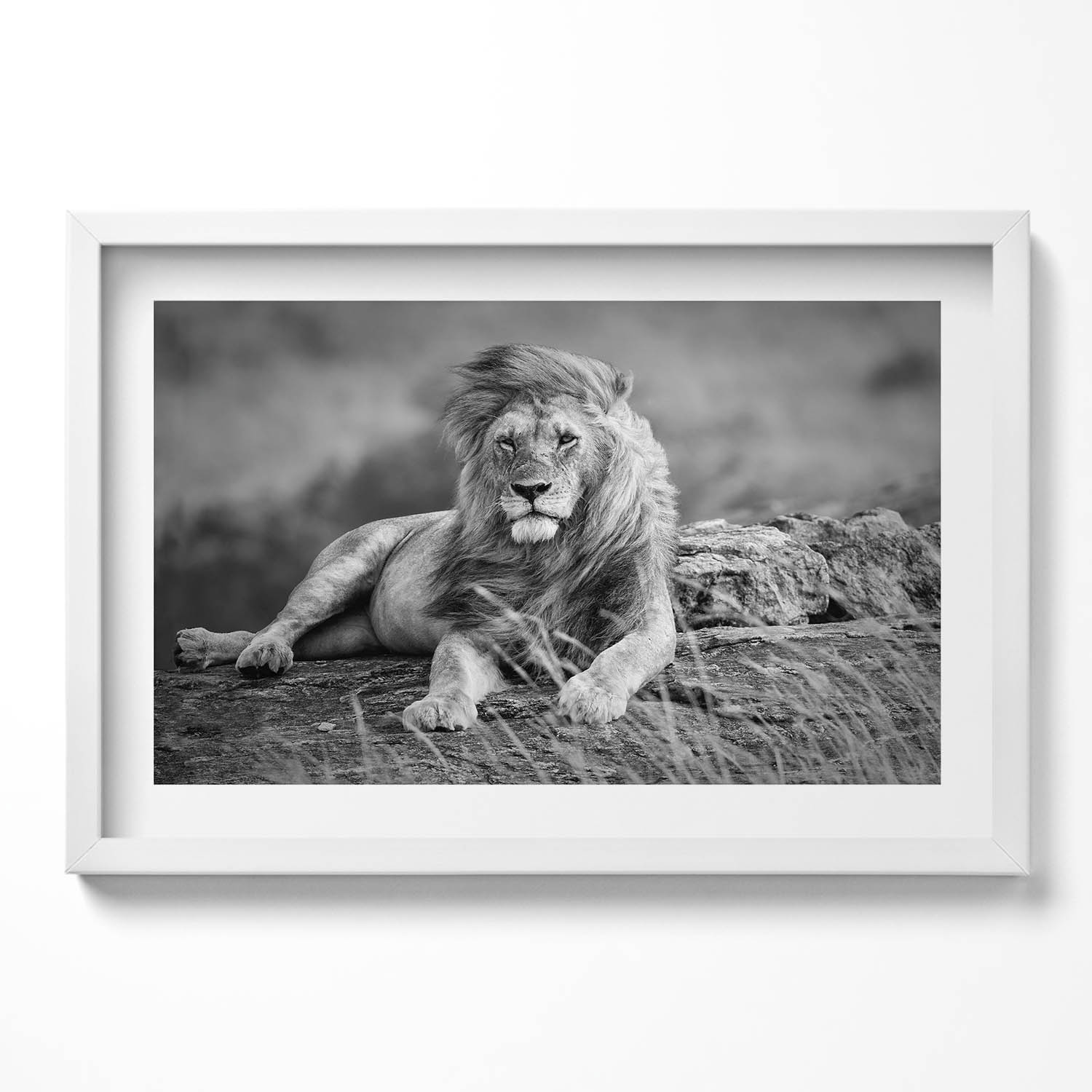 Dekorativní obraz s grafikou v krásném rámu Majestátní zvíře lev 60x40 cm