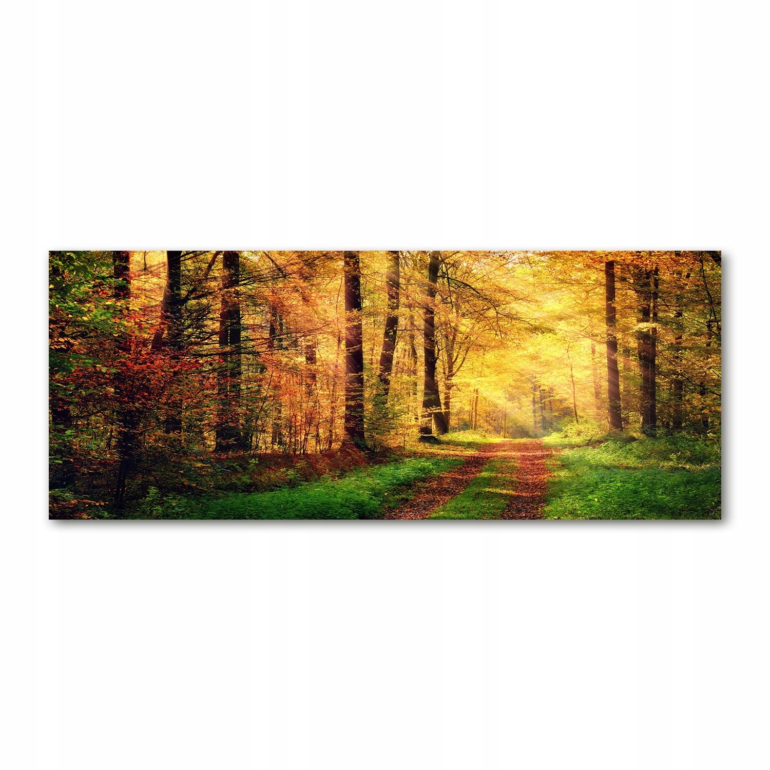 

Foto obraz akryl zdjęcie Las jesienią 125x50 cm