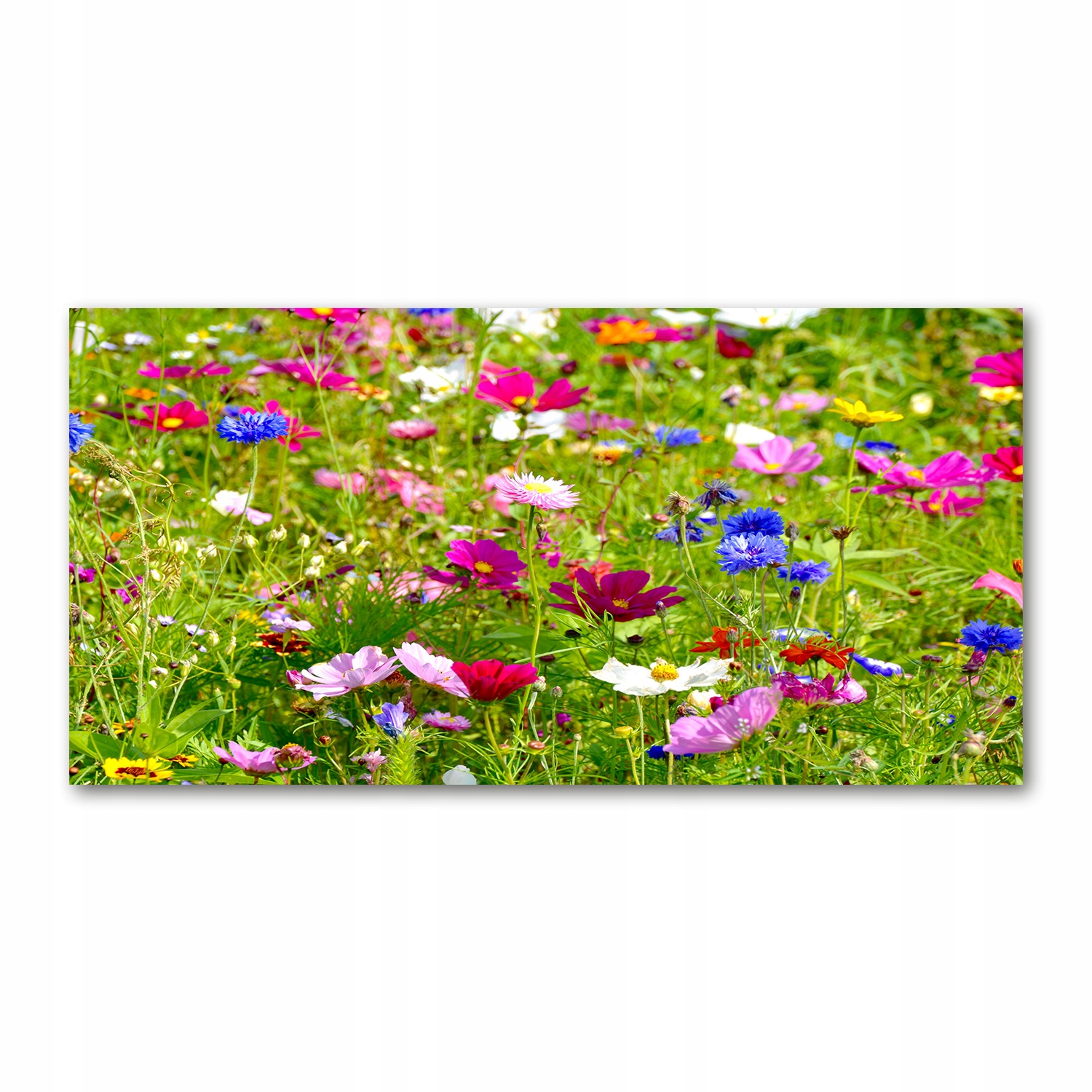

Foto-obraz akrylowy Polne kwiaty zdjęcie 140x70 cm