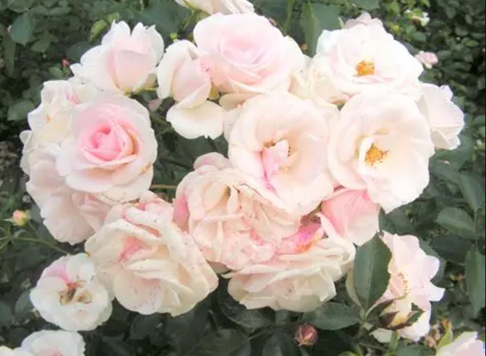 Róża okrywowa ASPIRIN ROSA