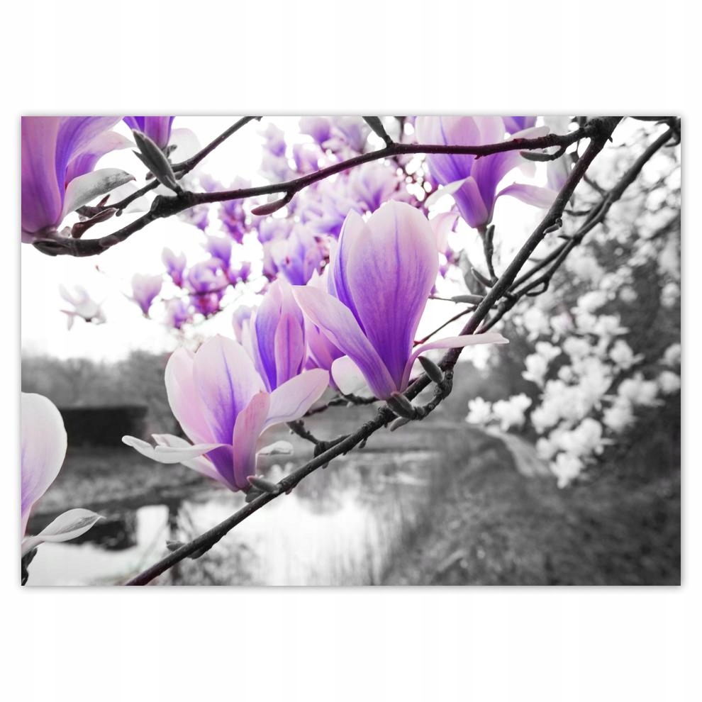 

Plakaty 70x50 Magnolia Kwiatki Kwiaty