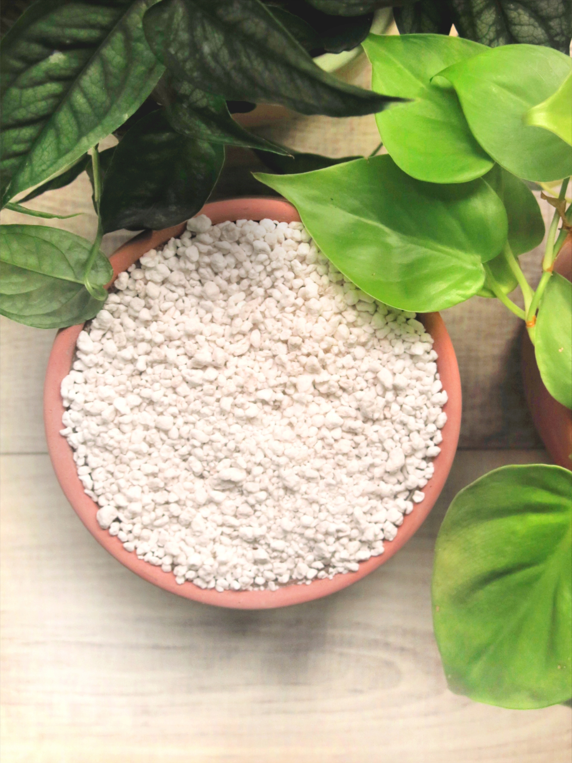 Podłoże ziemia bigos do monster filodendronów syngoniów super zestaw 5L Marka inna