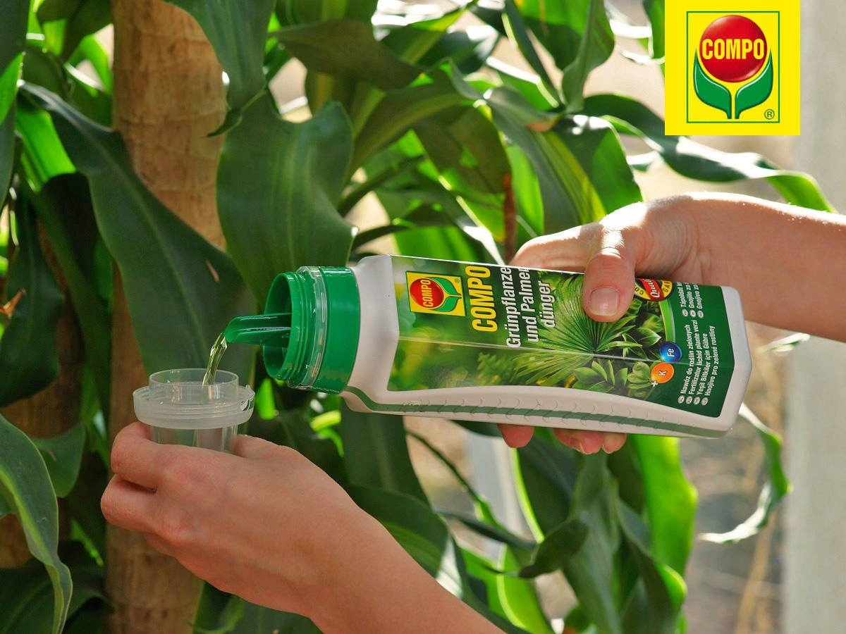 NAWÓZ DO ROŚLIN ZIELONYCH I PALM: DRACENY FIKUSA MONSTERY PAPROCI COMPO Producent Compo