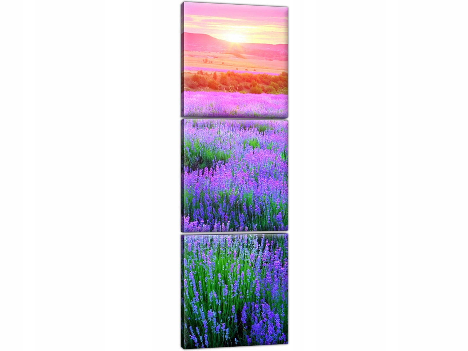 

Lawenda Obraz Pole Lawendy 30x90 Obraz na płótnie