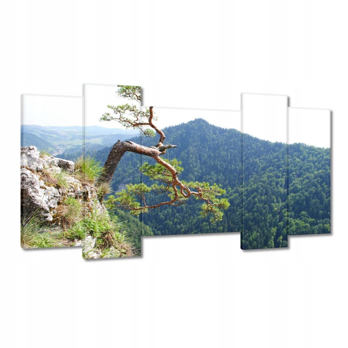Obrazy 120x65 Osamělý strom