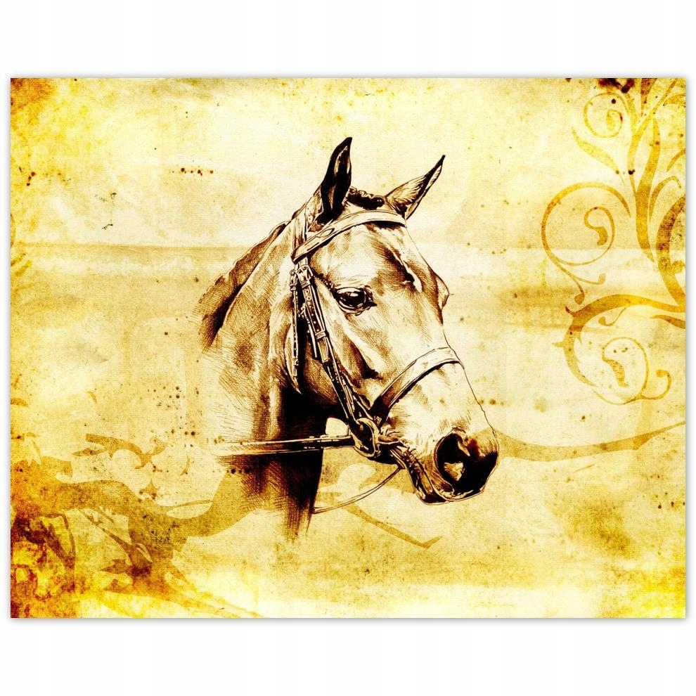 

Plakat 50x40 Głowa konia