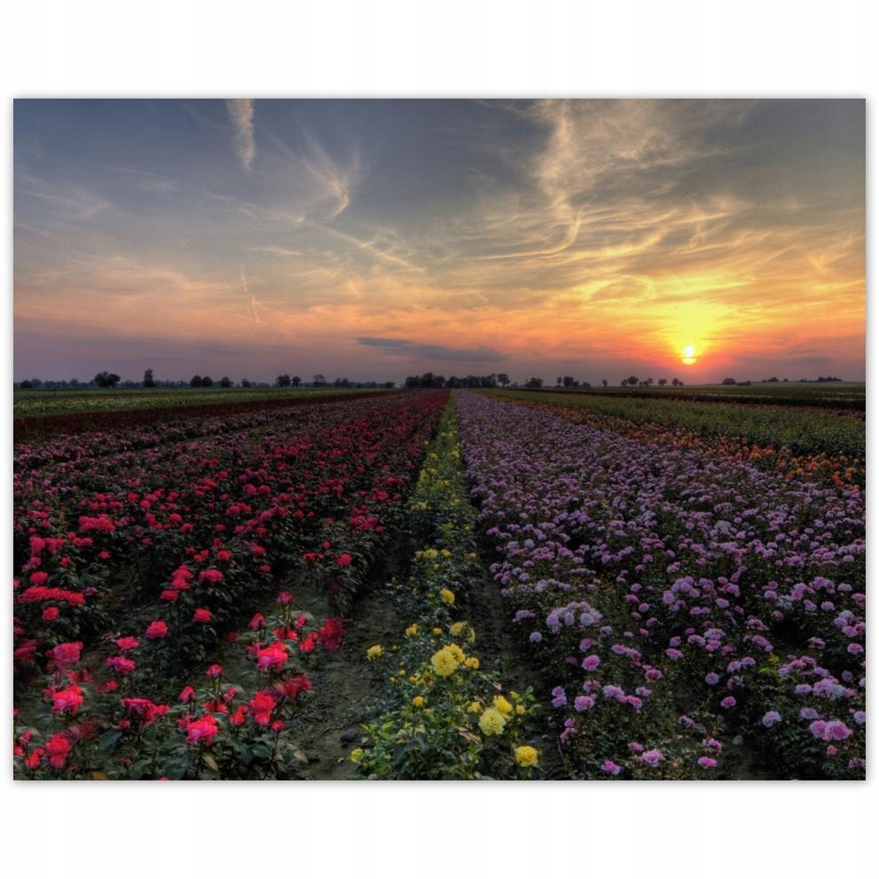 

Plakat 50x40 Zachód na polem kwiatów