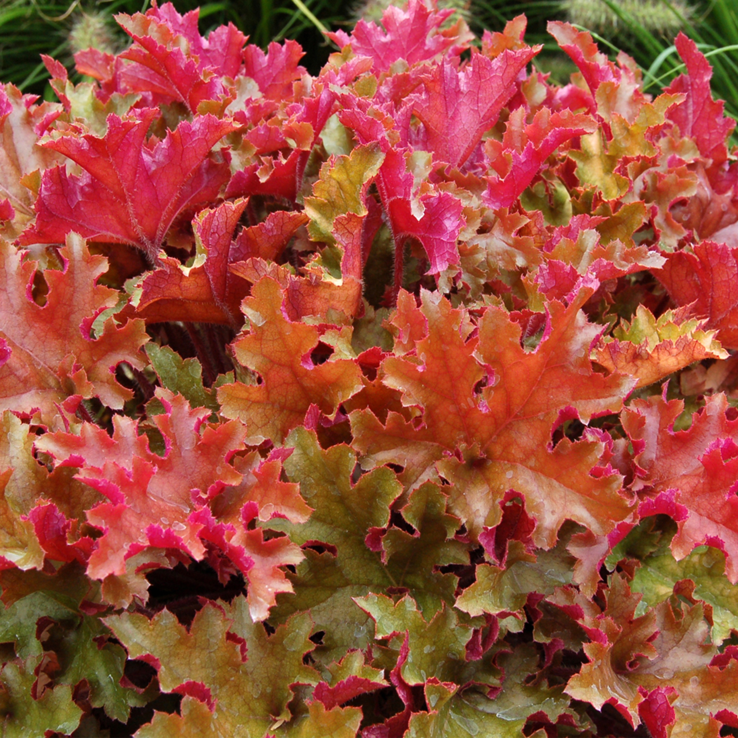 Гейхера Marmalade