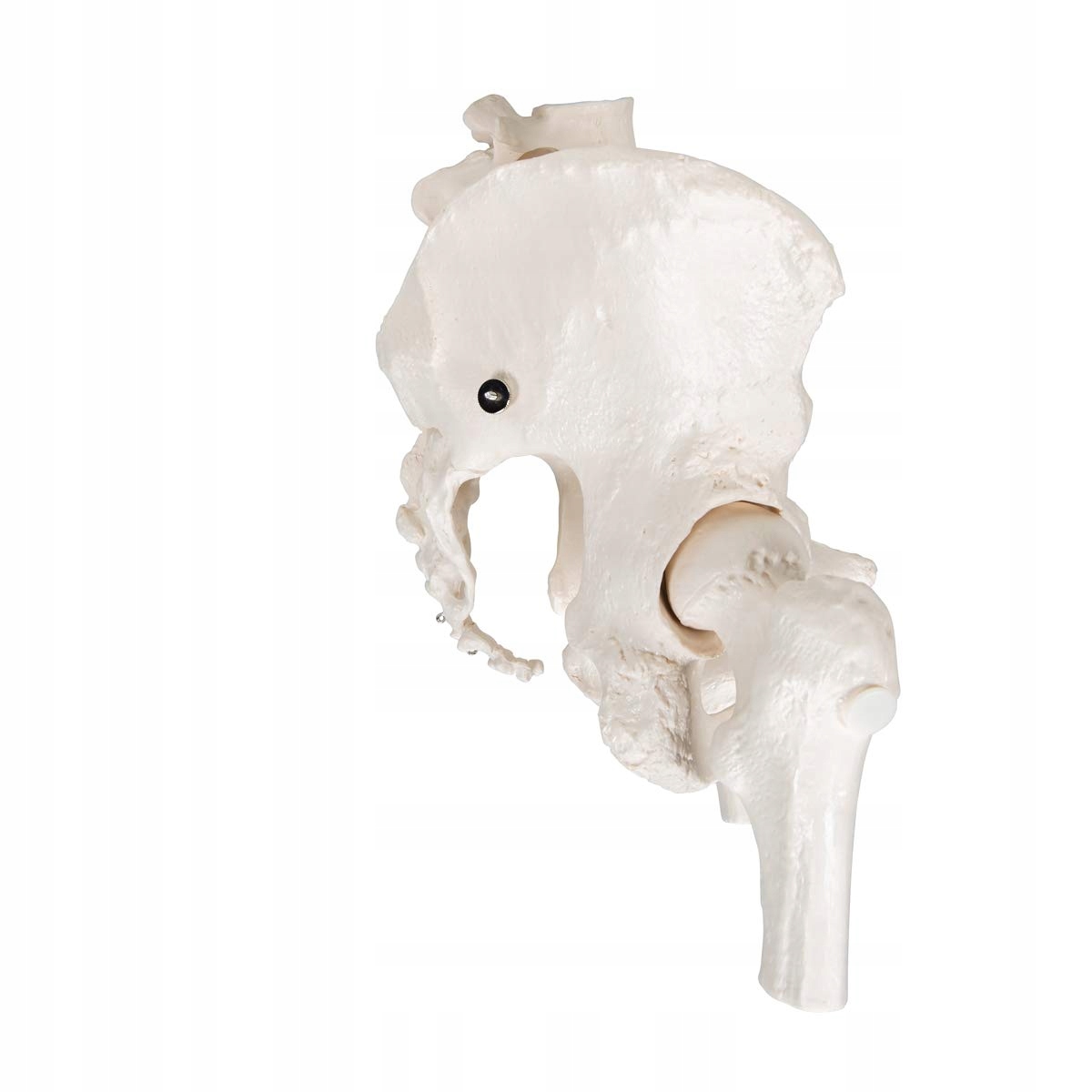 3B SCIENTIFIC Model Miednicy Kobiety Z Aplikacją Smart Anatomy — miniatura 3