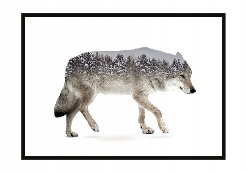 

Obraz Plakat W Ramie 43x33 cm Wilk P1200