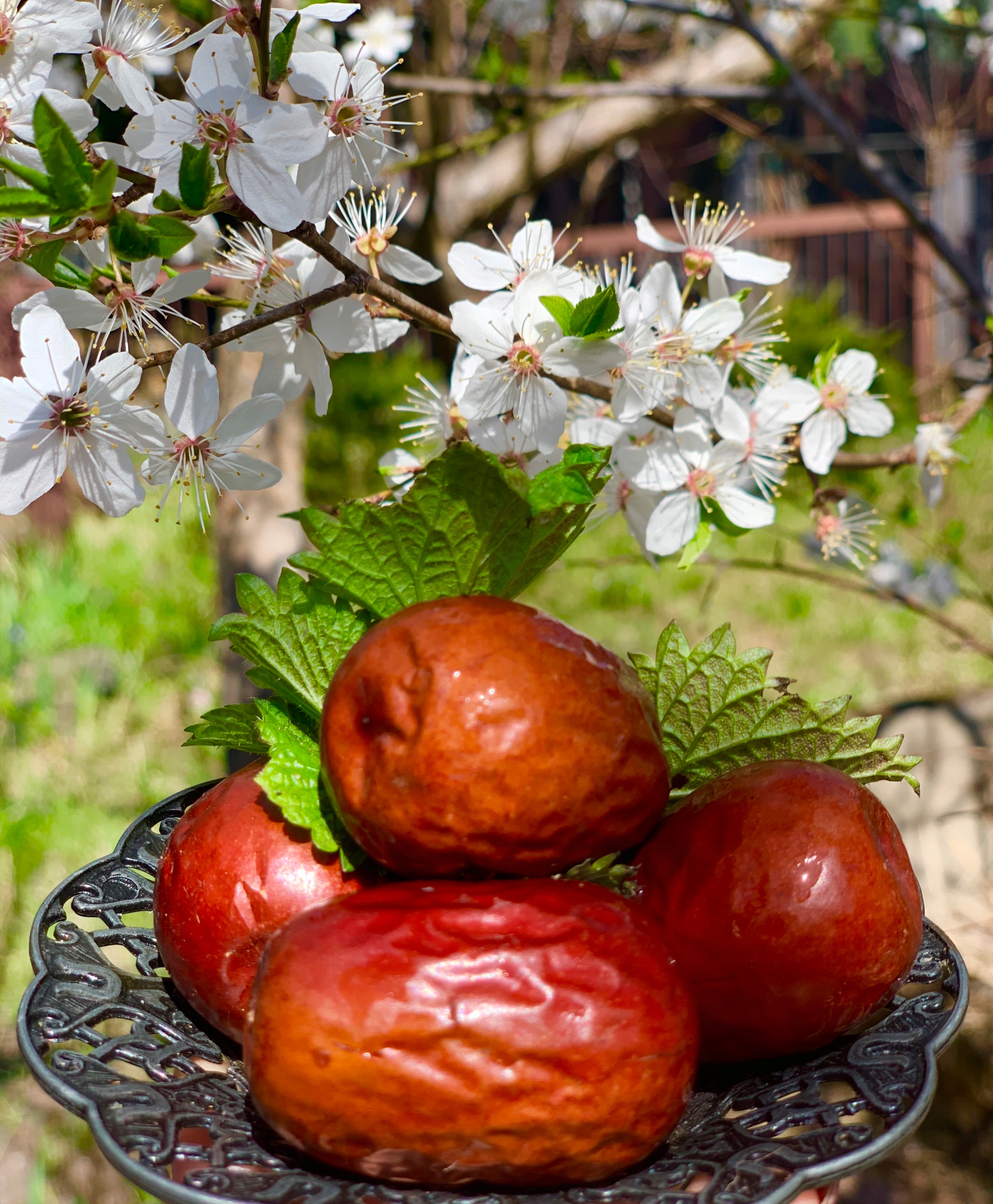Da Zao, Głożyna pospolita, Owoc Fructus jujubae Premium jakość 1 kg