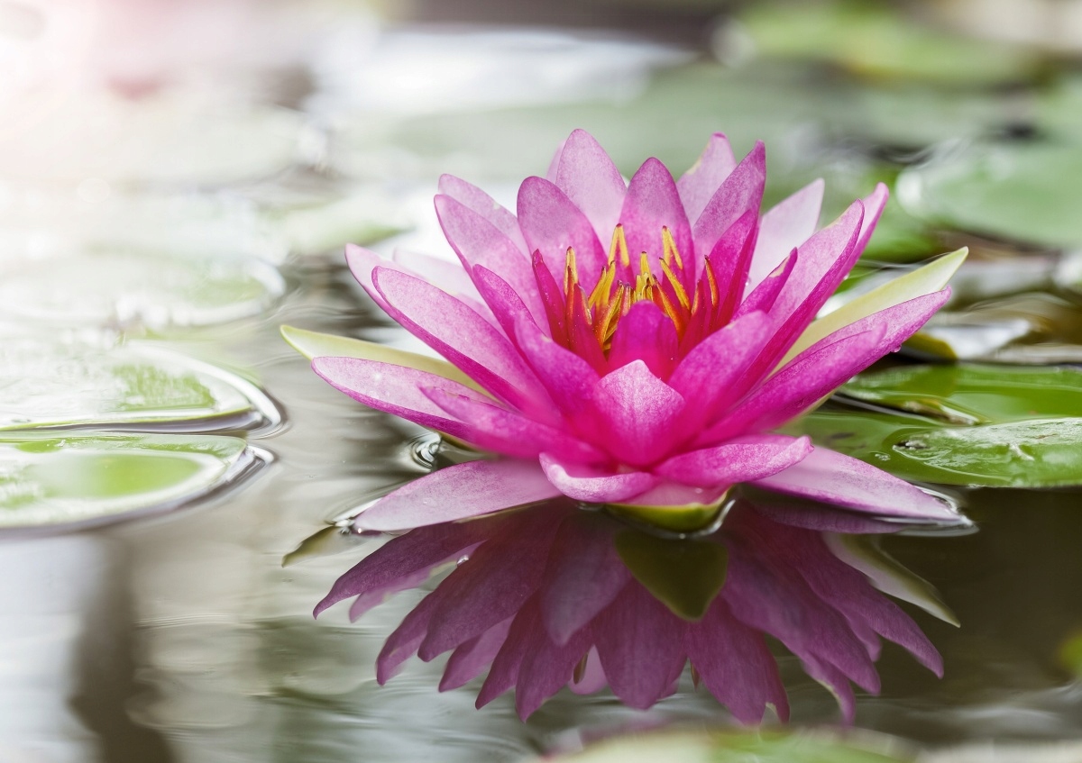 

Tapeta flizelinowa Różowy lotos 312x219