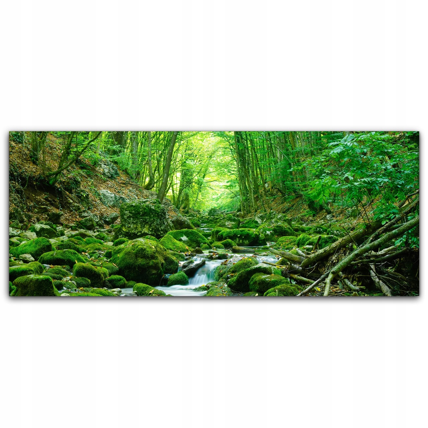 

Obraz Canvas dekoracja 125x50 Tropiki Las Drzewa