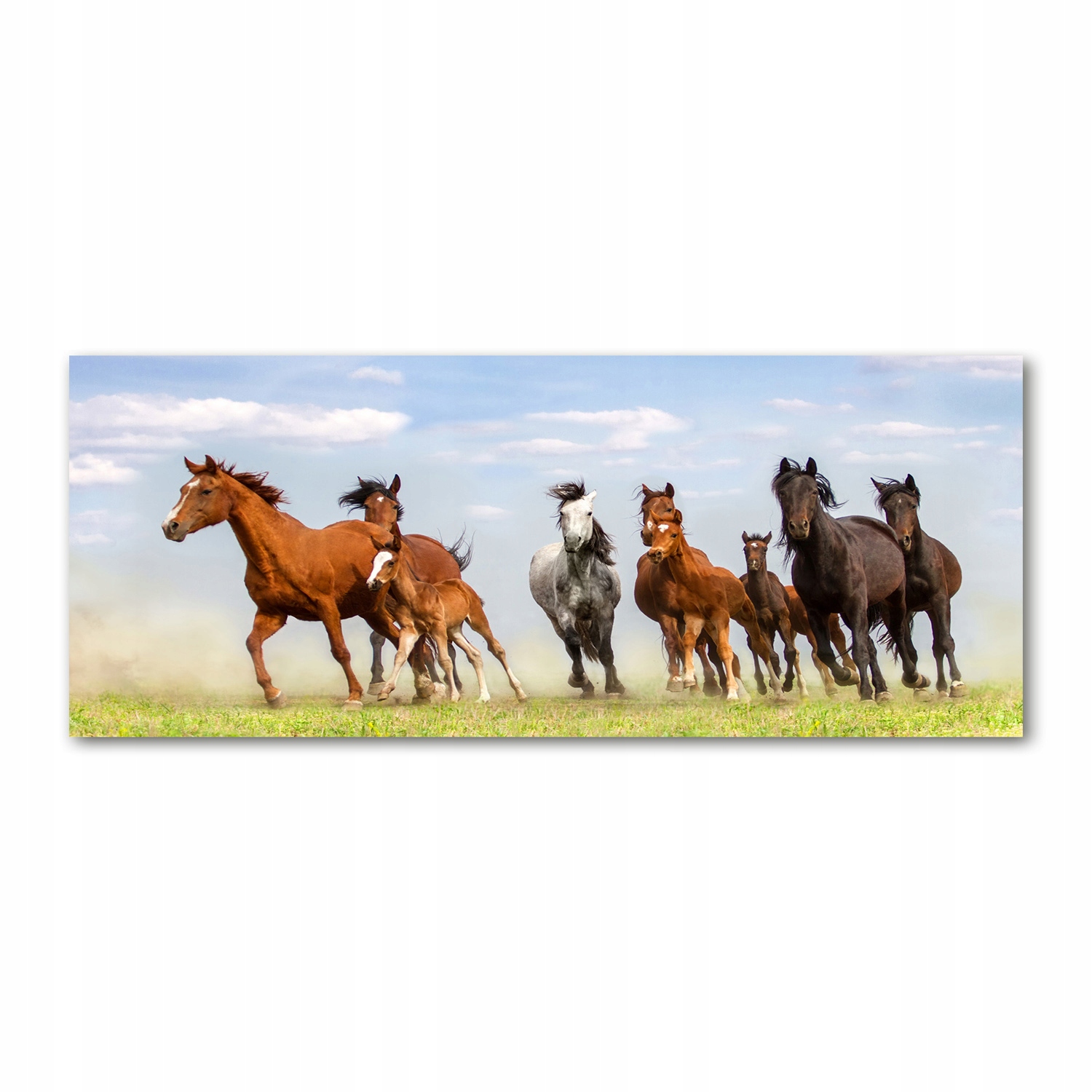 

Foto obraz akryl zdjęcie Konie w galopie 125x50 cm