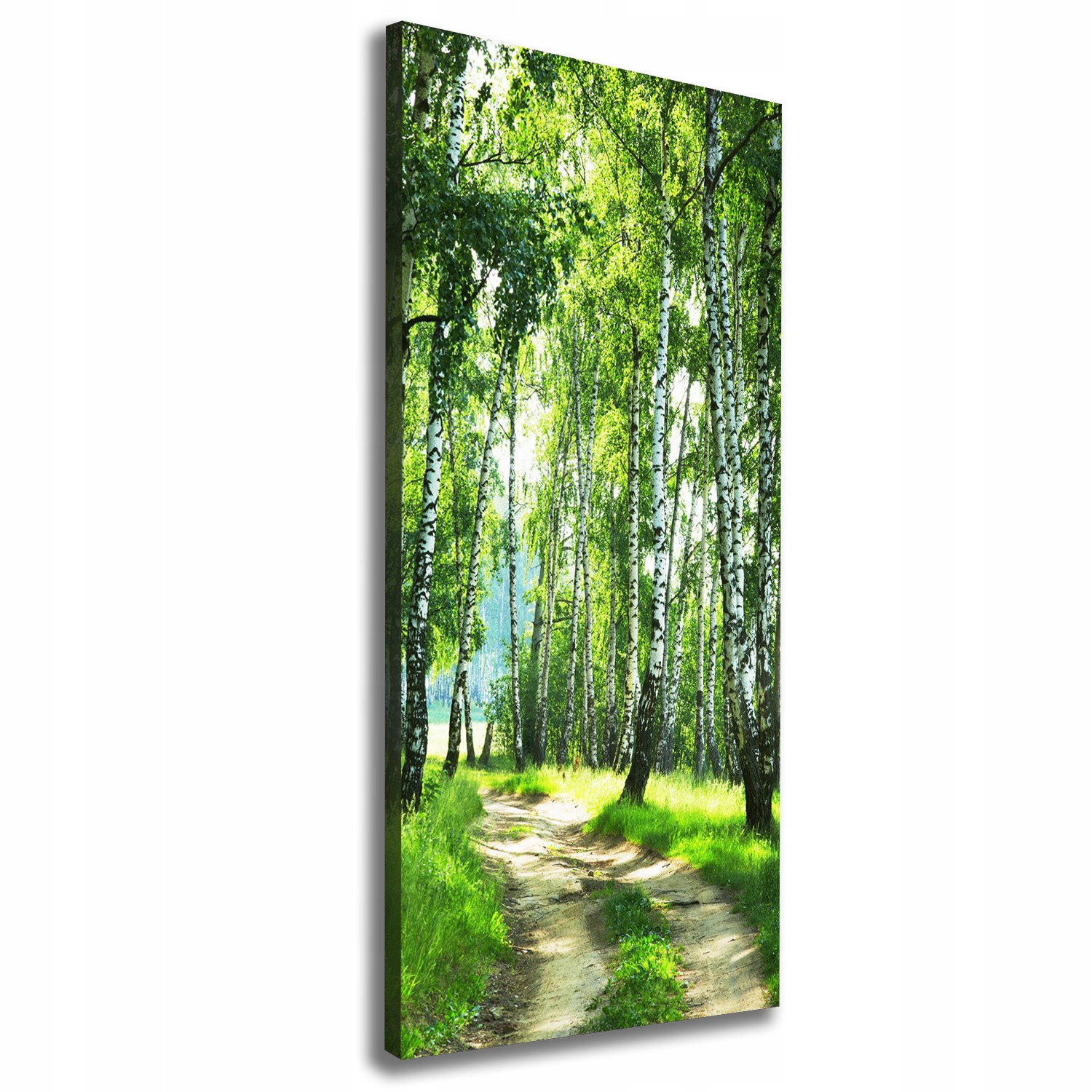 

Foto obraz canvas do salonu Las brzozowy 50x125