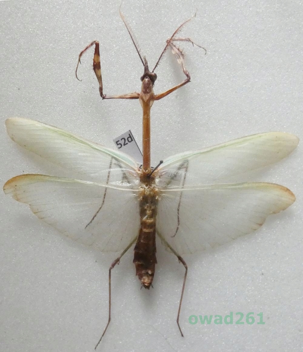 Mantodea sp. Modliszka Macedonia52d