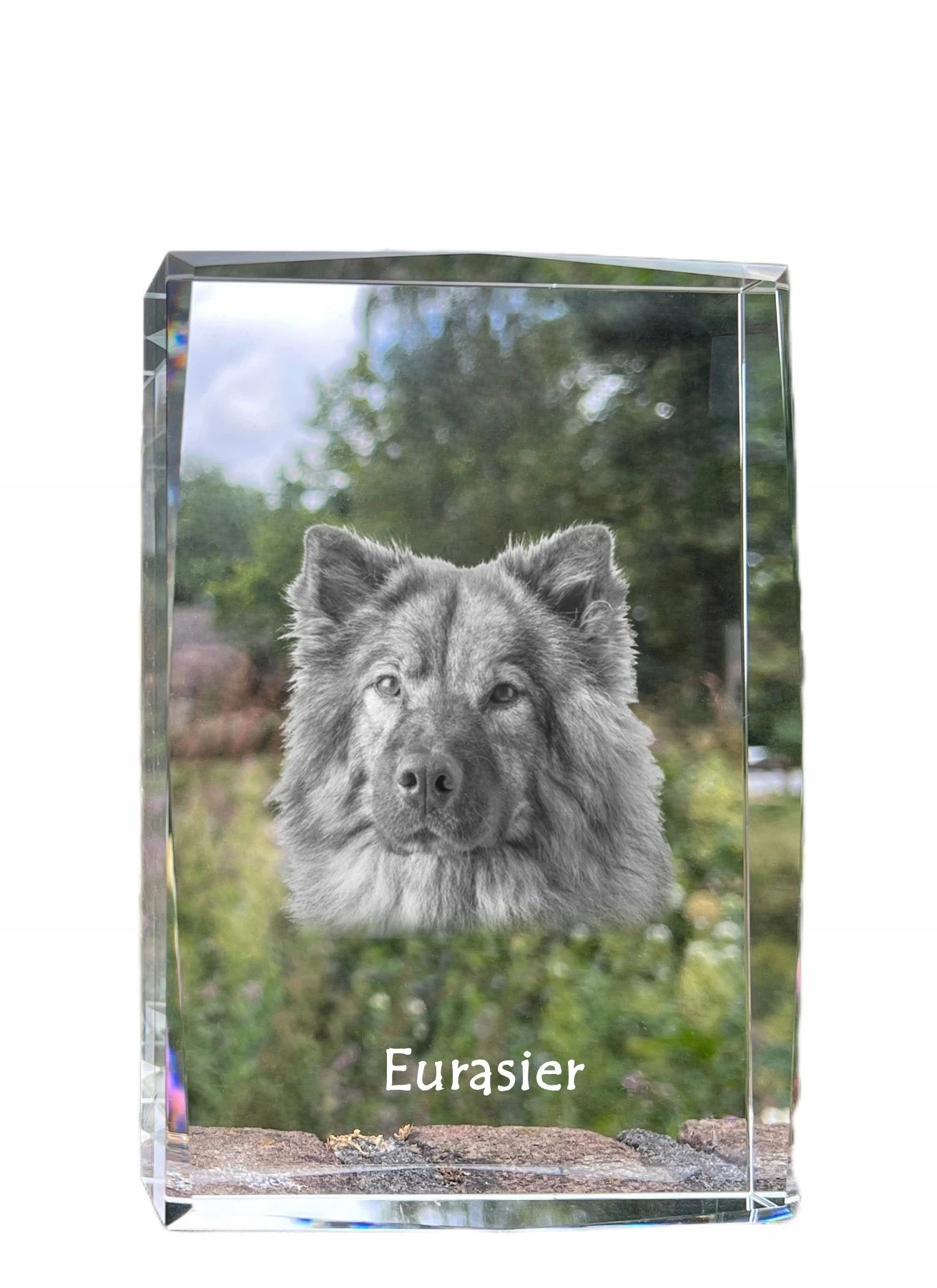 Eurasier foto psa v kryštáli, suvenír, trofej, poďakovanie