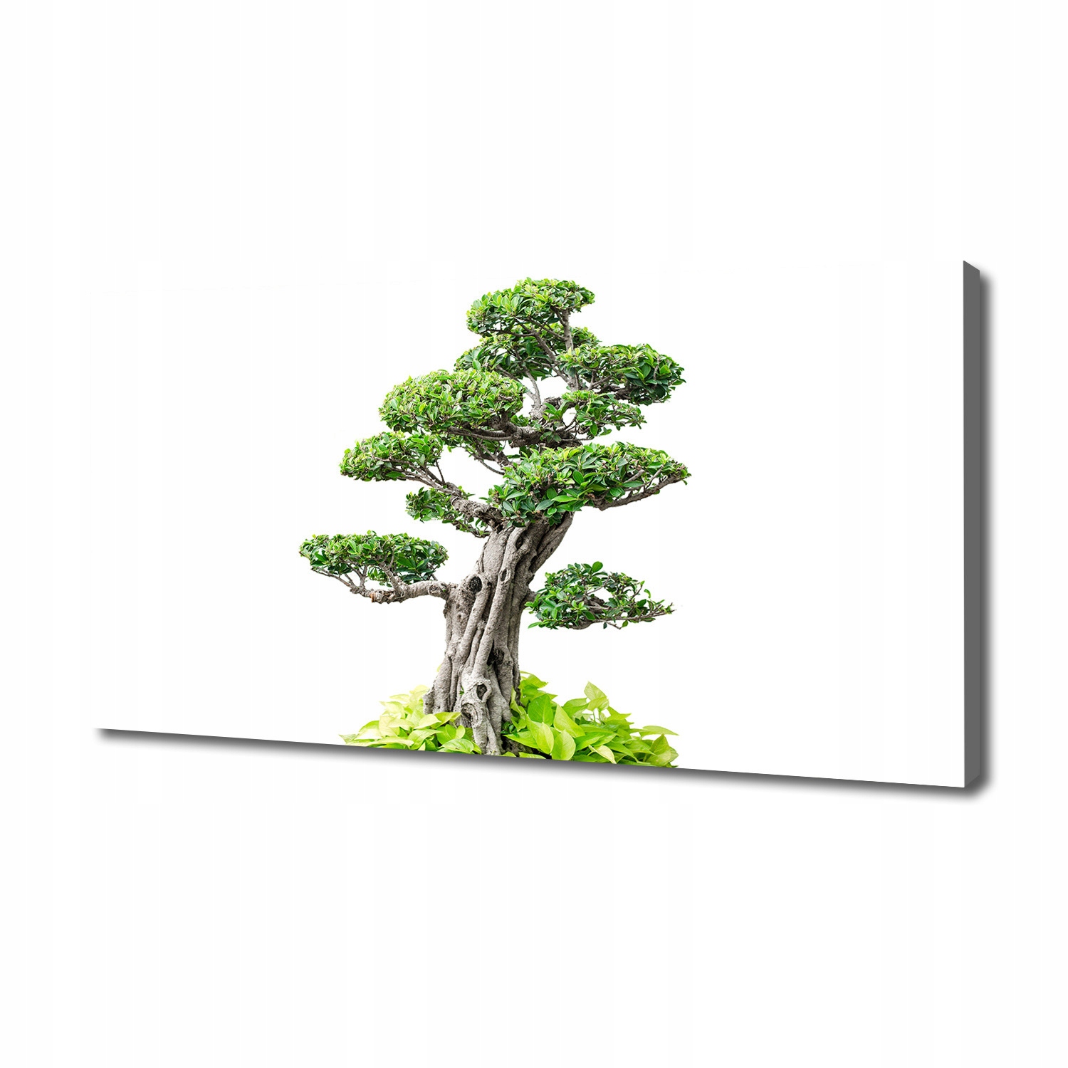

Foto obraz na płótnie Drzewo bonsai 140x70 cm