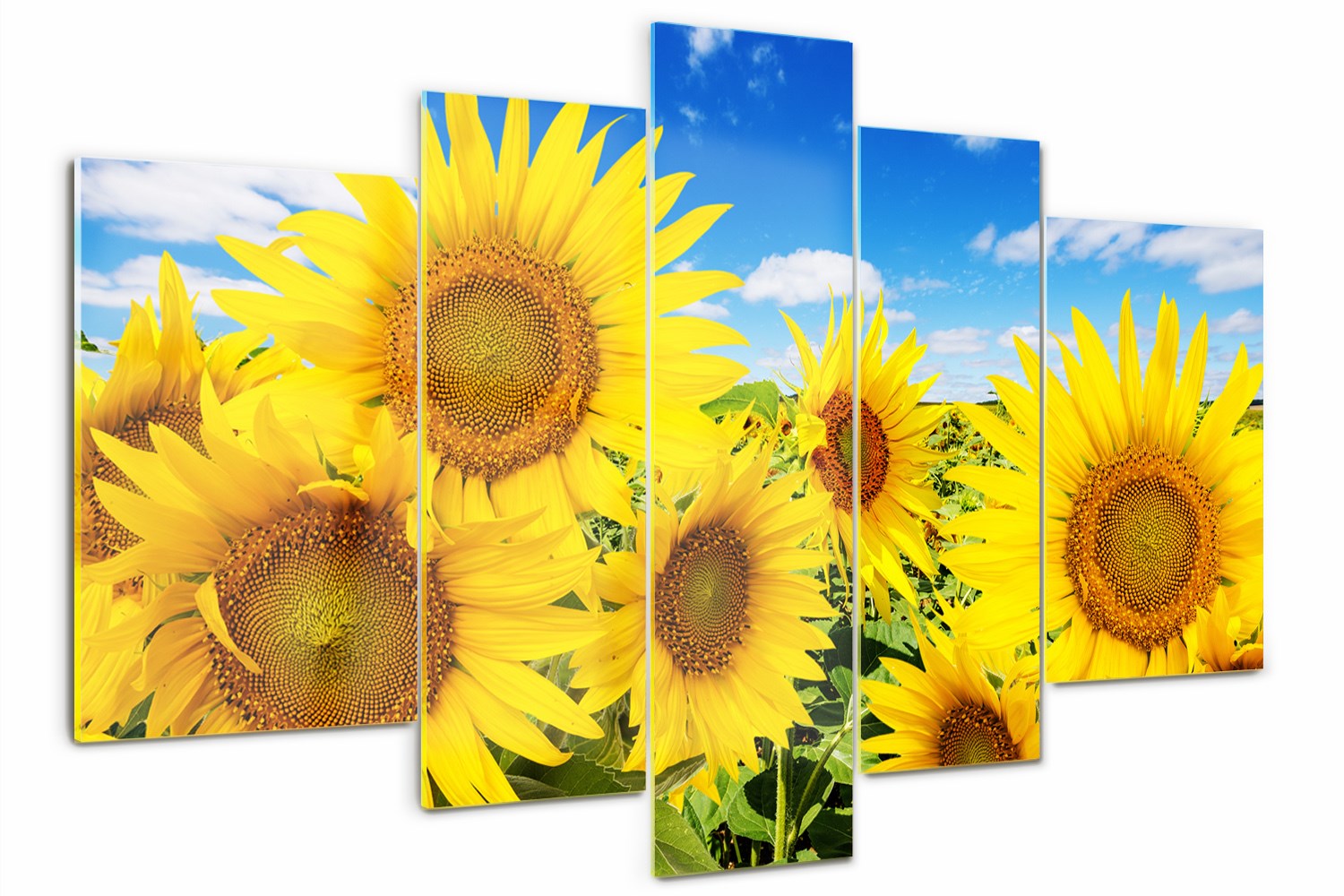 Foto Obraz skleněný velký triptych Slunečnice