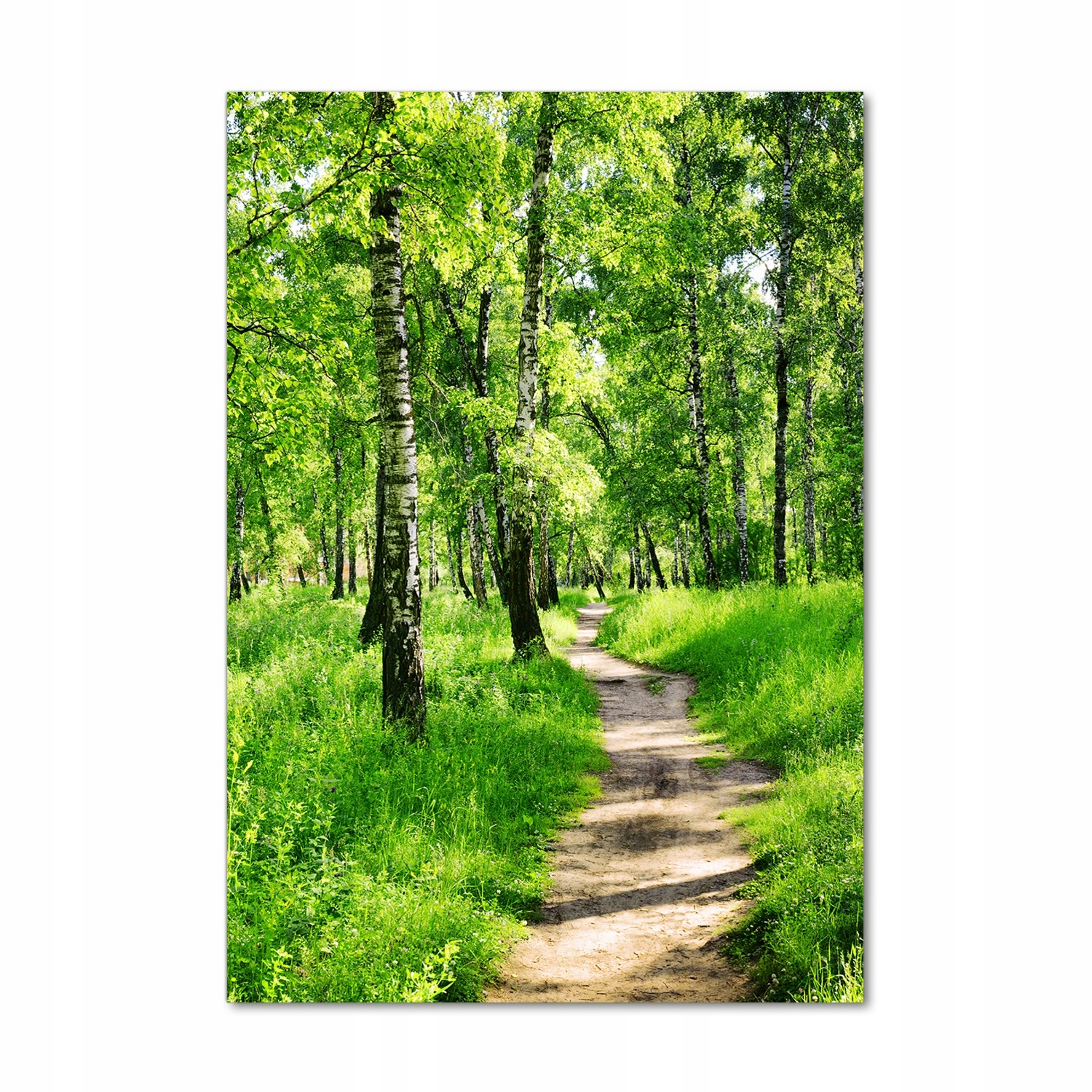 

Nowoczesny fotoobraz akrylowy Las brzozowy 70x100
