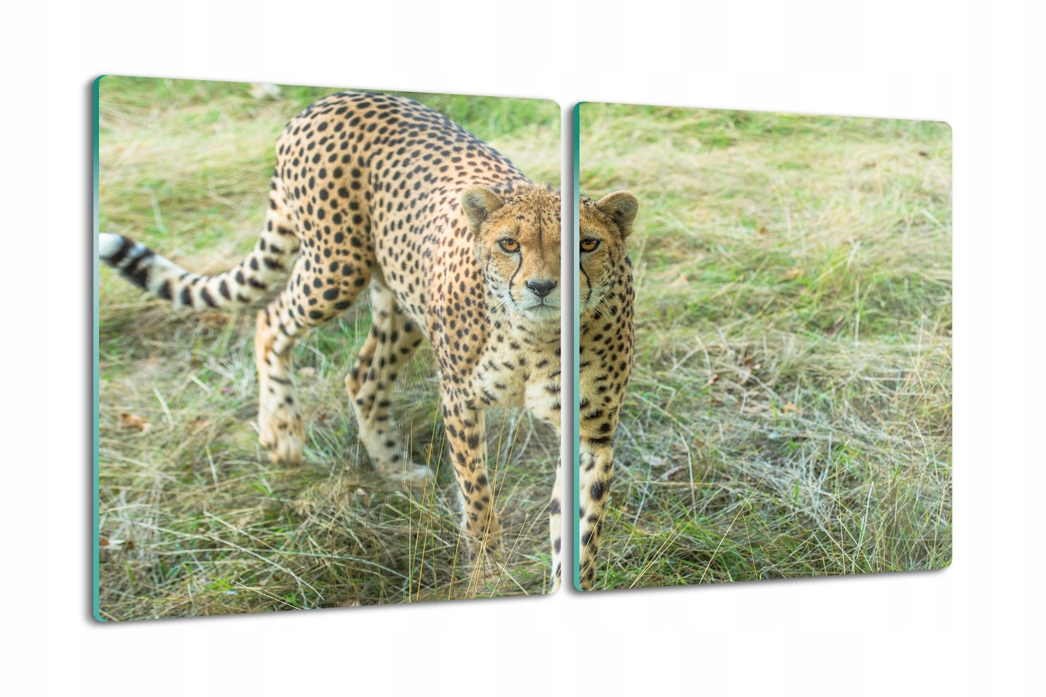 Pevná kuchyňská krájecí deska Tvrzená 2x40x52 Gepard tráva