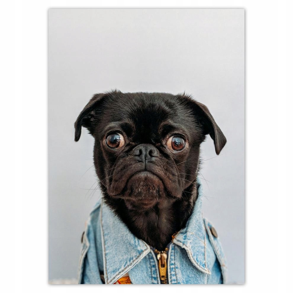 

Plakaty 50x70 Pies Piesek Psiaki