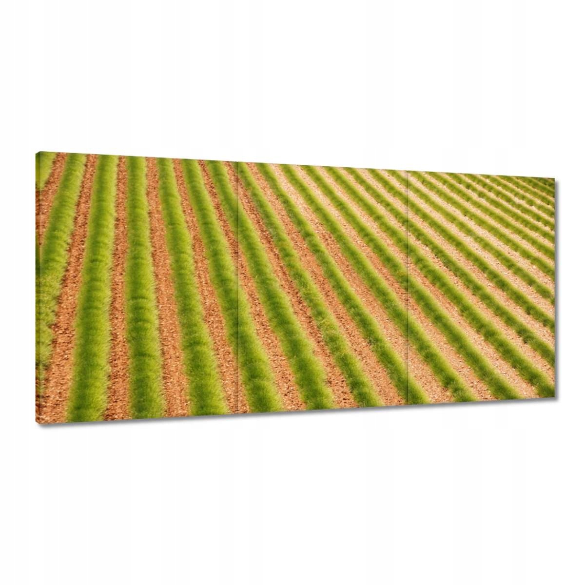 Obrazy 180x90 Zelená Provence