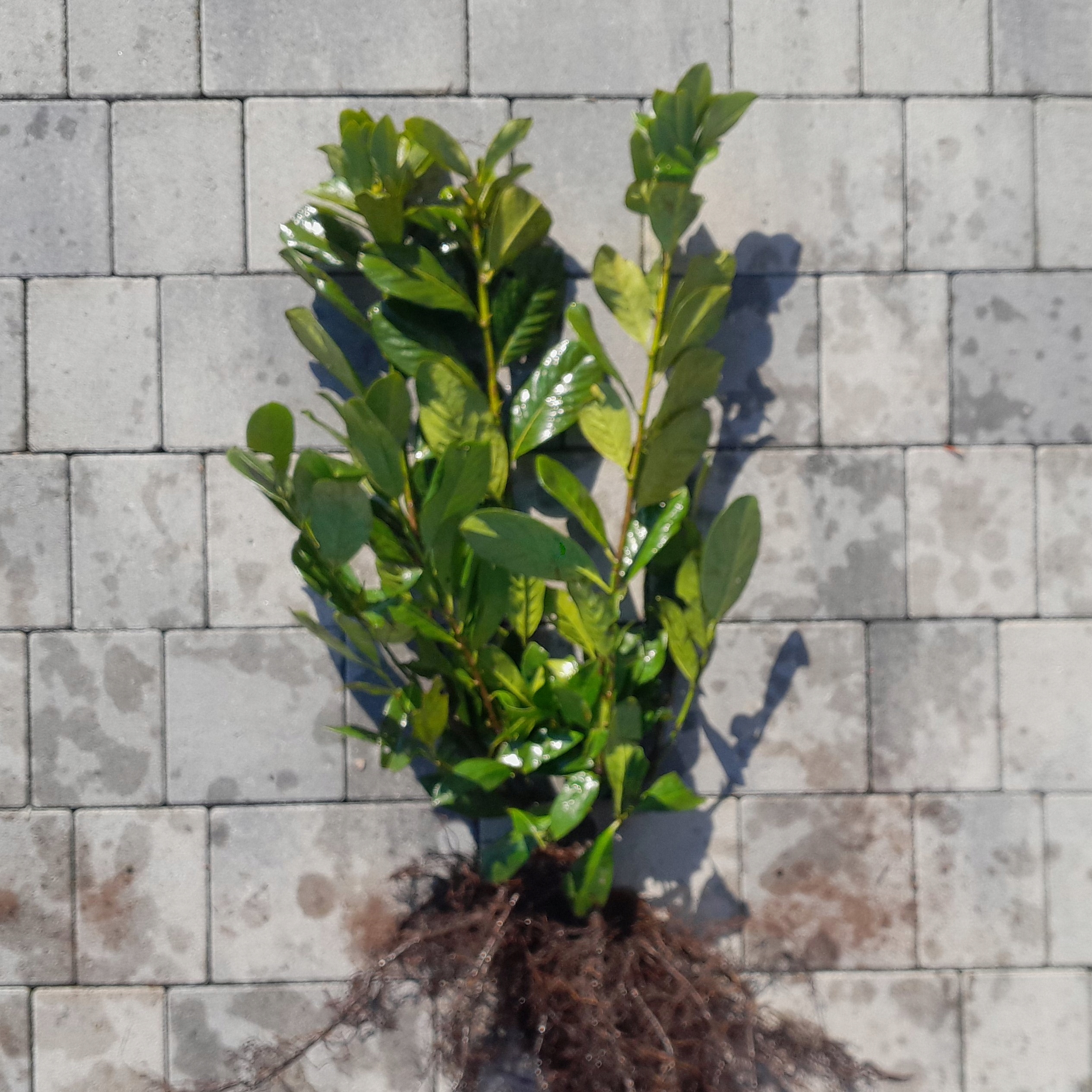 LAUROWIŚNIA WSCHODNIA ROTUNDIFOLIA PRUNUS DO 50 CM GĘSTA SADZONKA