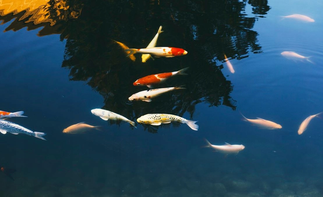 ZEOLIT gruby 16-32 do oczka wodnego 25kg EAN (GTIN) 0732762496110