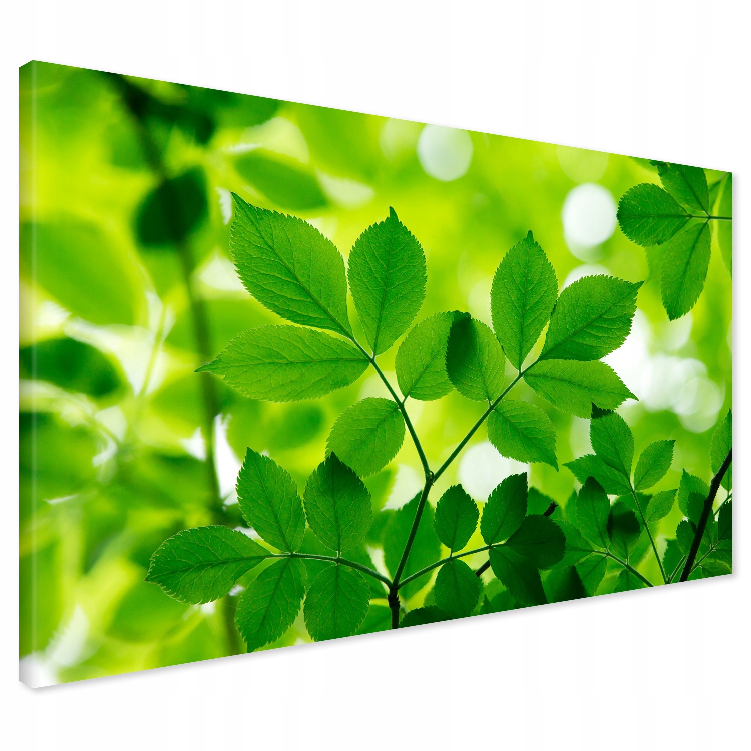 

Obraz na płótnie liście drzewo 70x50