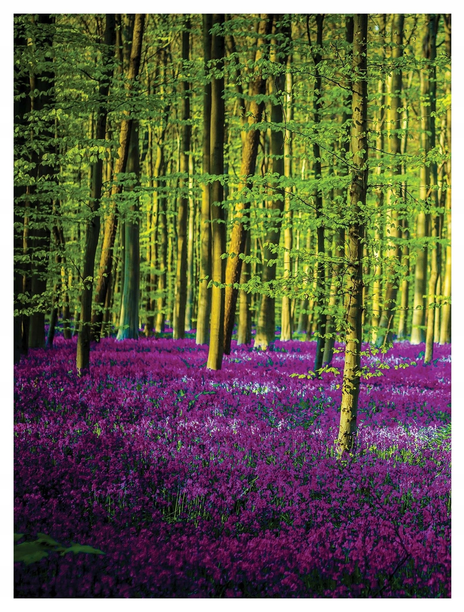 Fototapeta Fialový les Květiny Stromy Zeleň 184x254 vinylová lepidlo