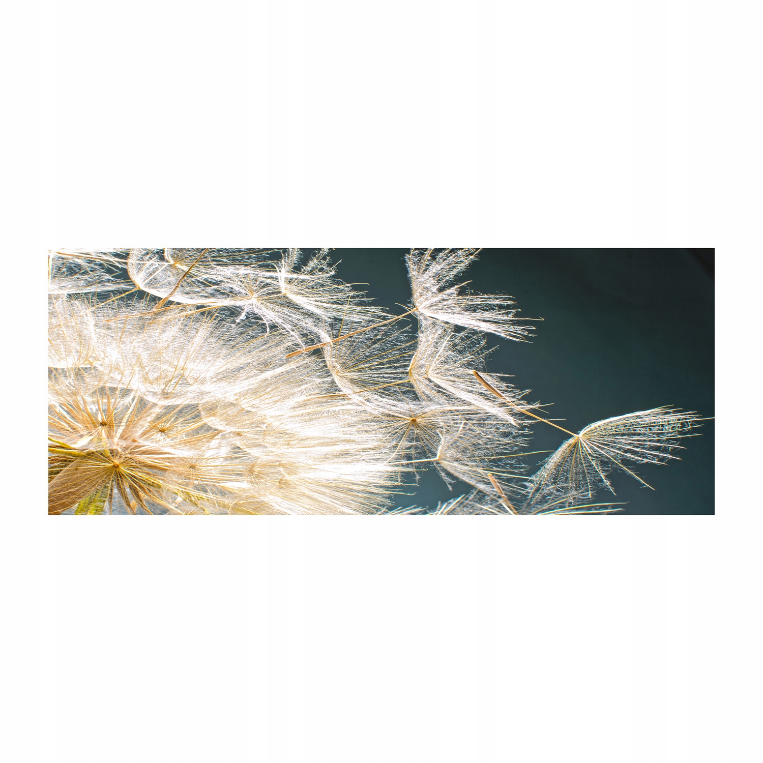 

Foto obraz szkło akryl Nasiona dmuchawca 125x50 cm