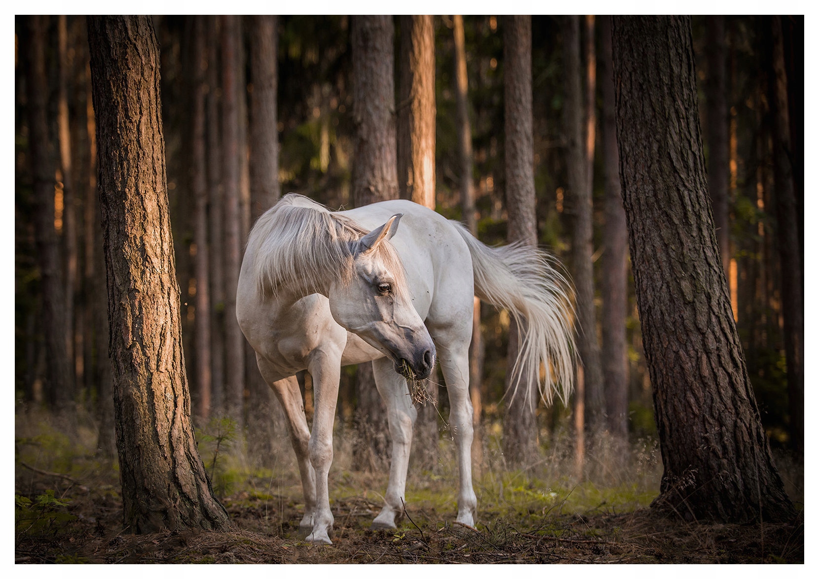 Vliesová fototapeta Bílý kůň ve slunném lese 416x254 lepidlo