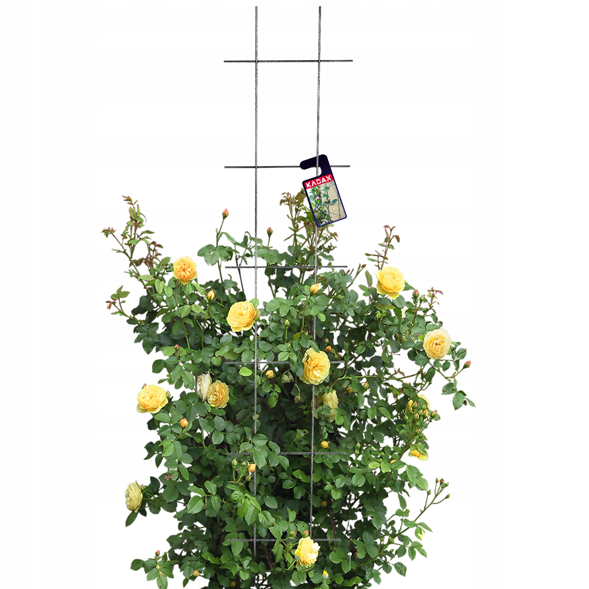 

Krata Ogrodowa Do Roślin Pnących Pergola 30x150
