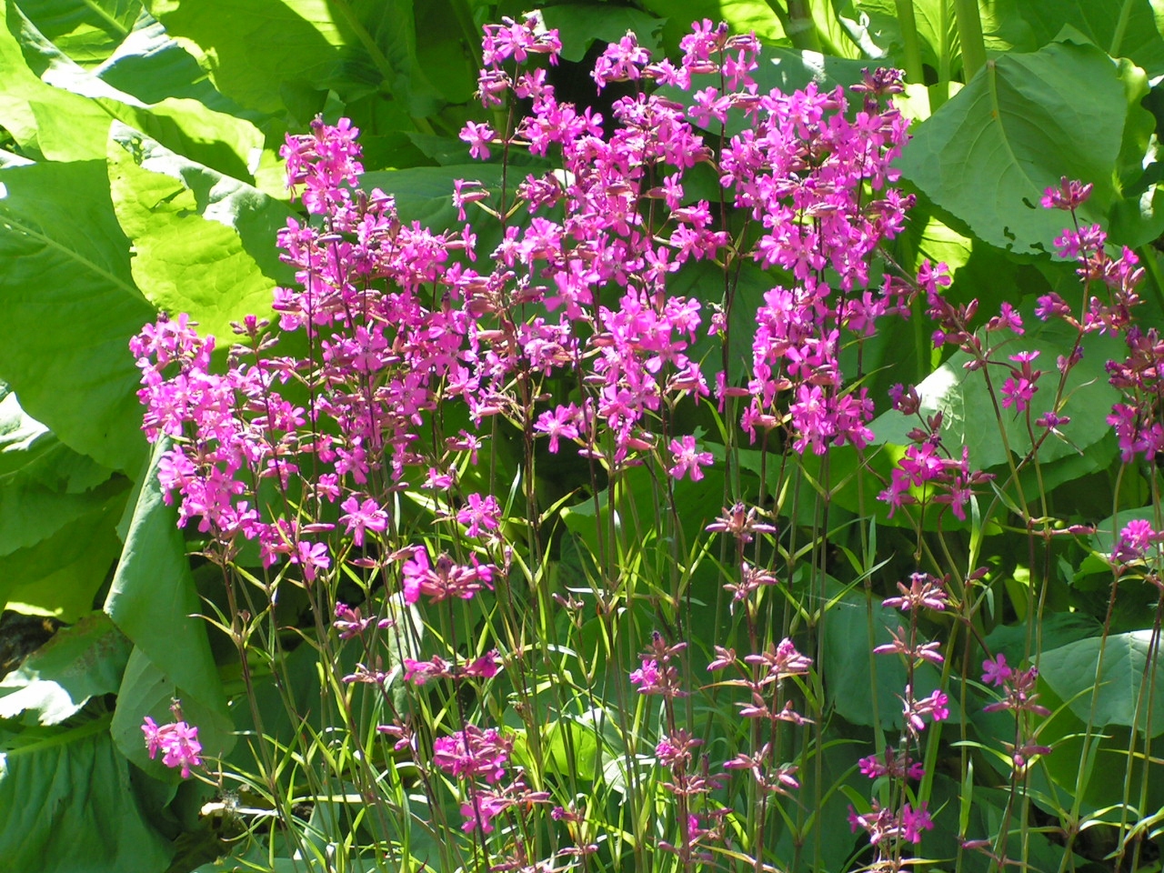 ФИРЛЕТКА, МЕКОНИЙ РОЗОВЫЙ-ПРОЧНЫЙ ДЕКОРАТИВНЫЙ МНОГОЛЕТНИК