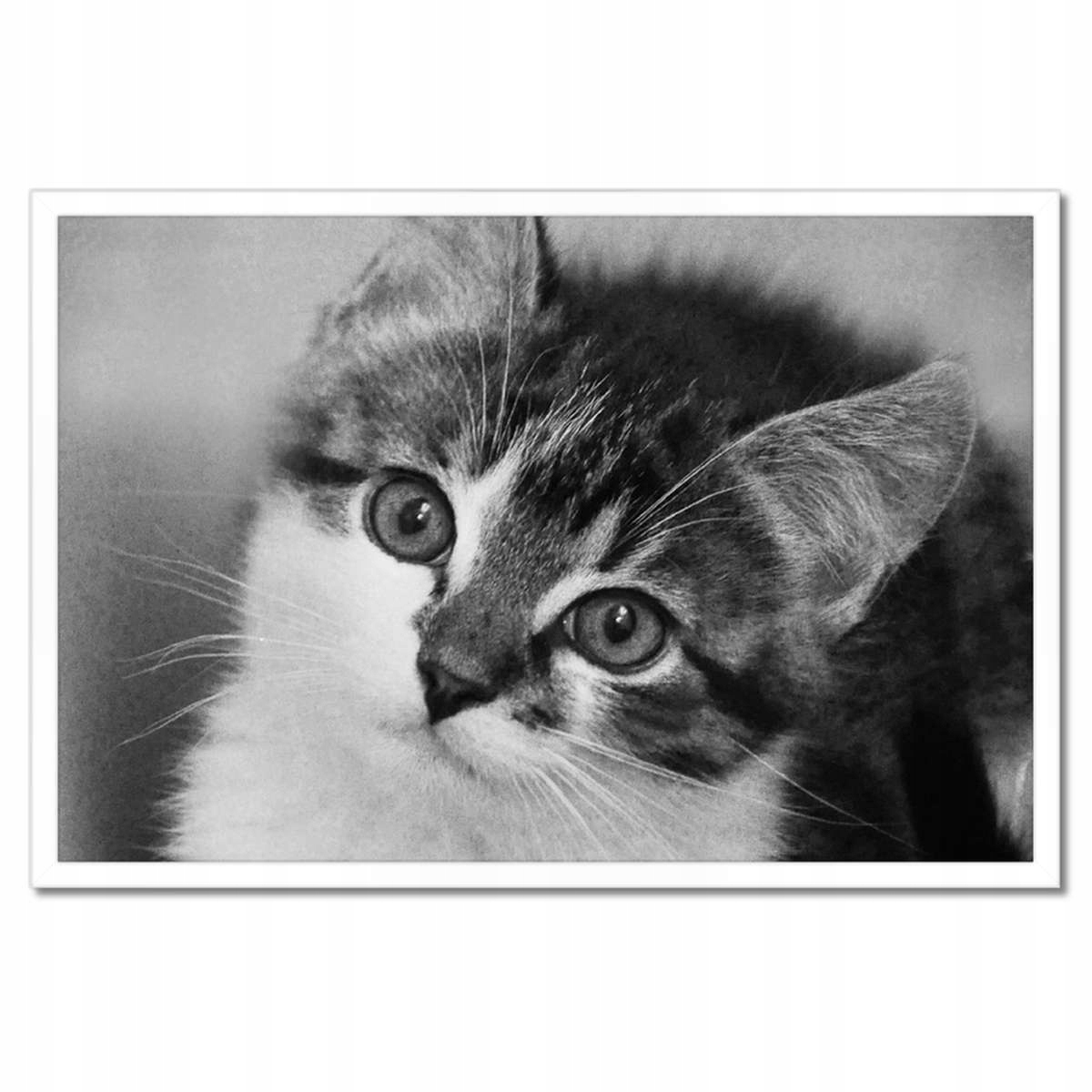 Plakáty v rámu 60x40 Kočička