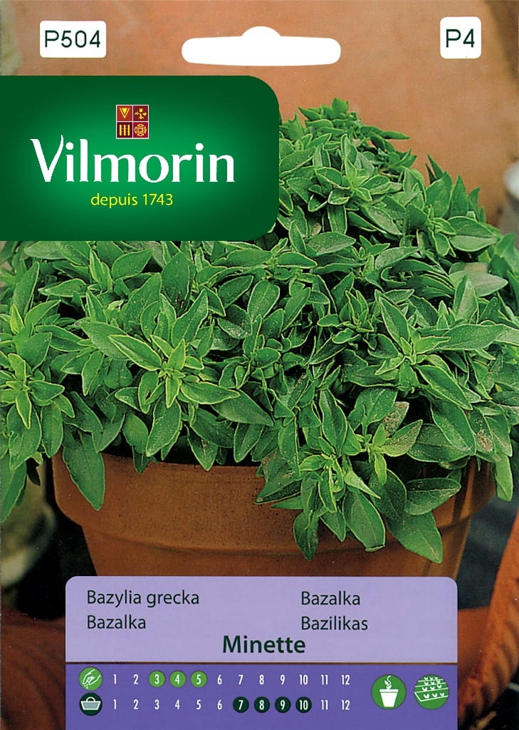 Bazylia grecka Minette 2g Vilmorin Garden