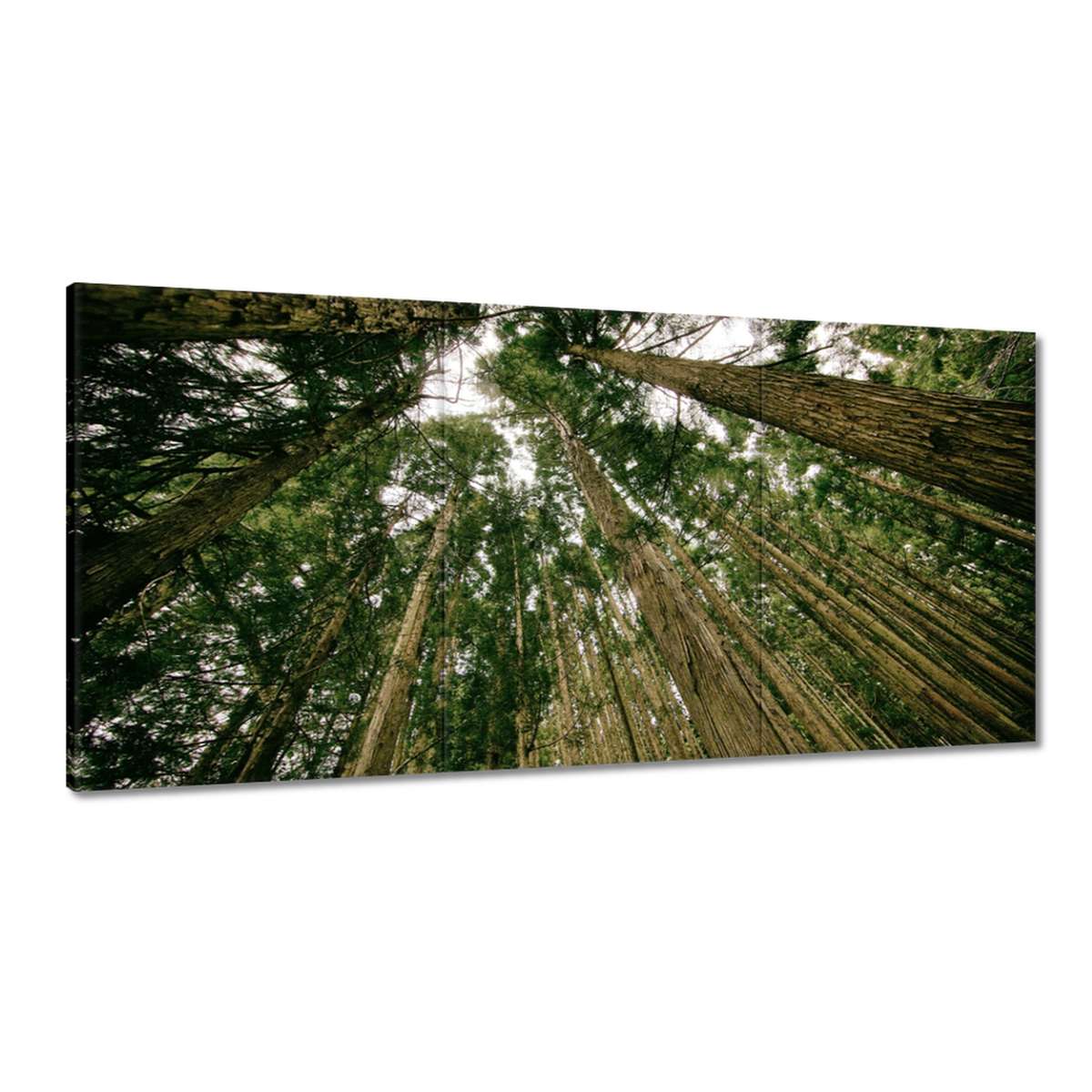 Obrazy 180x90 Stromy