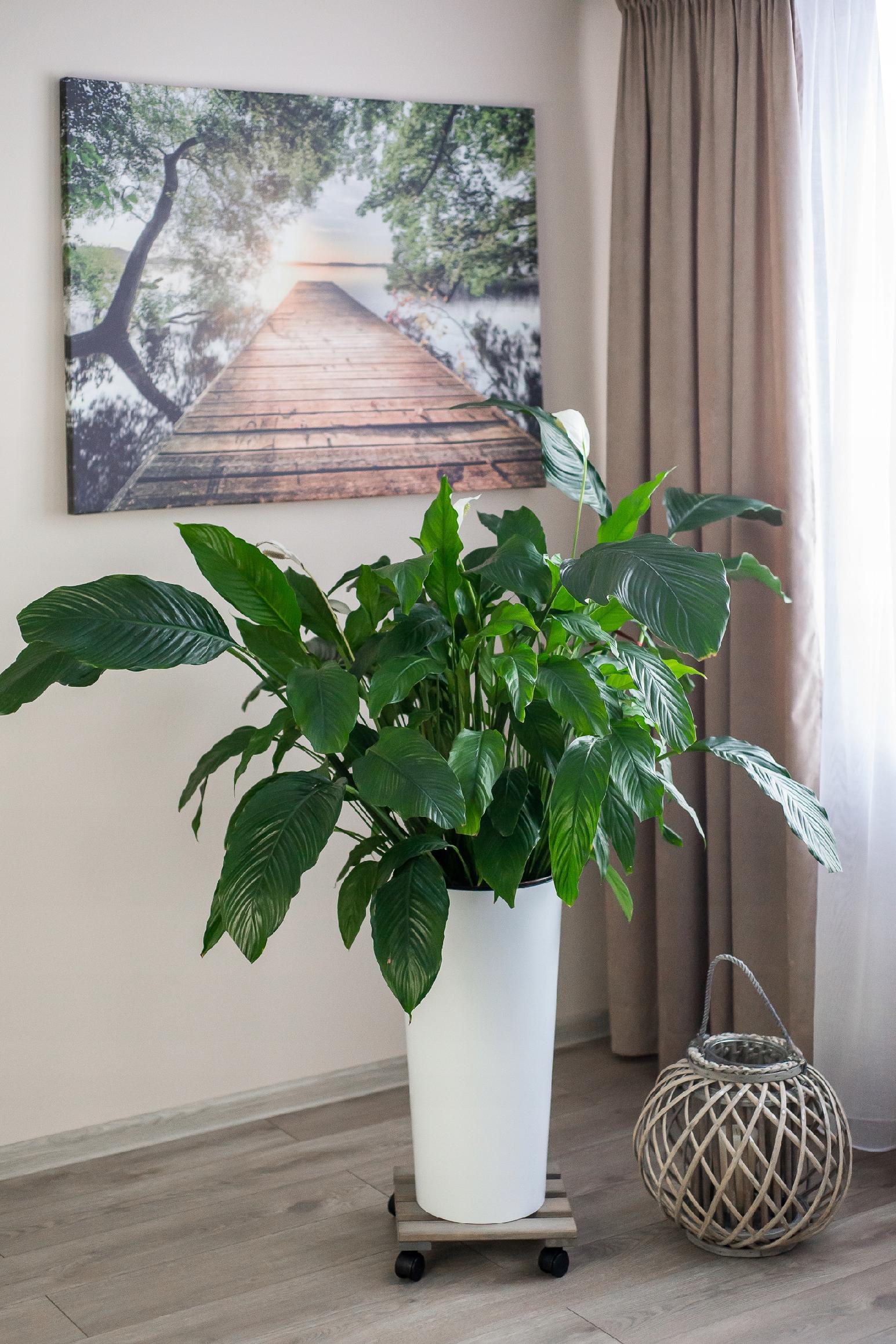 PODEST PODSTAWKA DREWNIANA POD KWIATEK DONICĘ DONICZKĘ NA KÓŁKACH SOLIDNA Marka inna