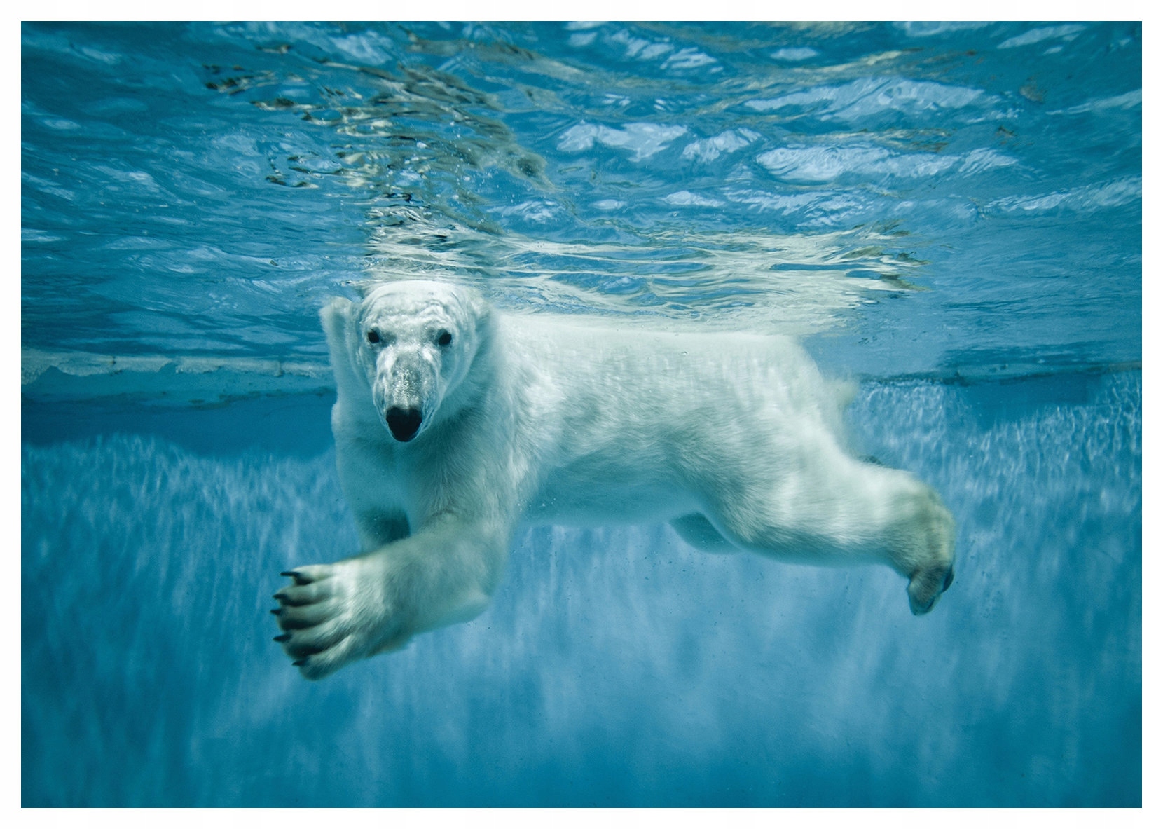Vliesová fototapeta Bílý medvěd v Severním ledovém oceánu 254x184 lepidlo
