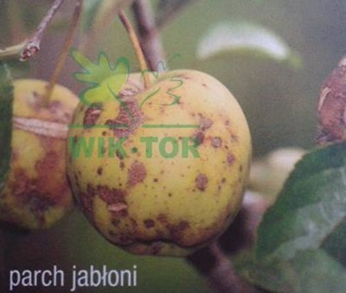 SYLLIT 10g BRZOSKWINIE GRZYBOBÓJCZY PARCH SYLIT Forma proszek